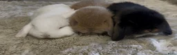 Mini Lop rabbits for sale: Gorgeous Mini Lop Babies looking for loving homes. - Advert 6
