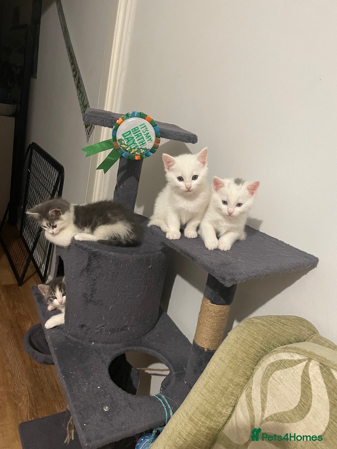 Khao Manee cats for sale: Beautiful kittens (ready to leave 9.02.2026) - Advert 1