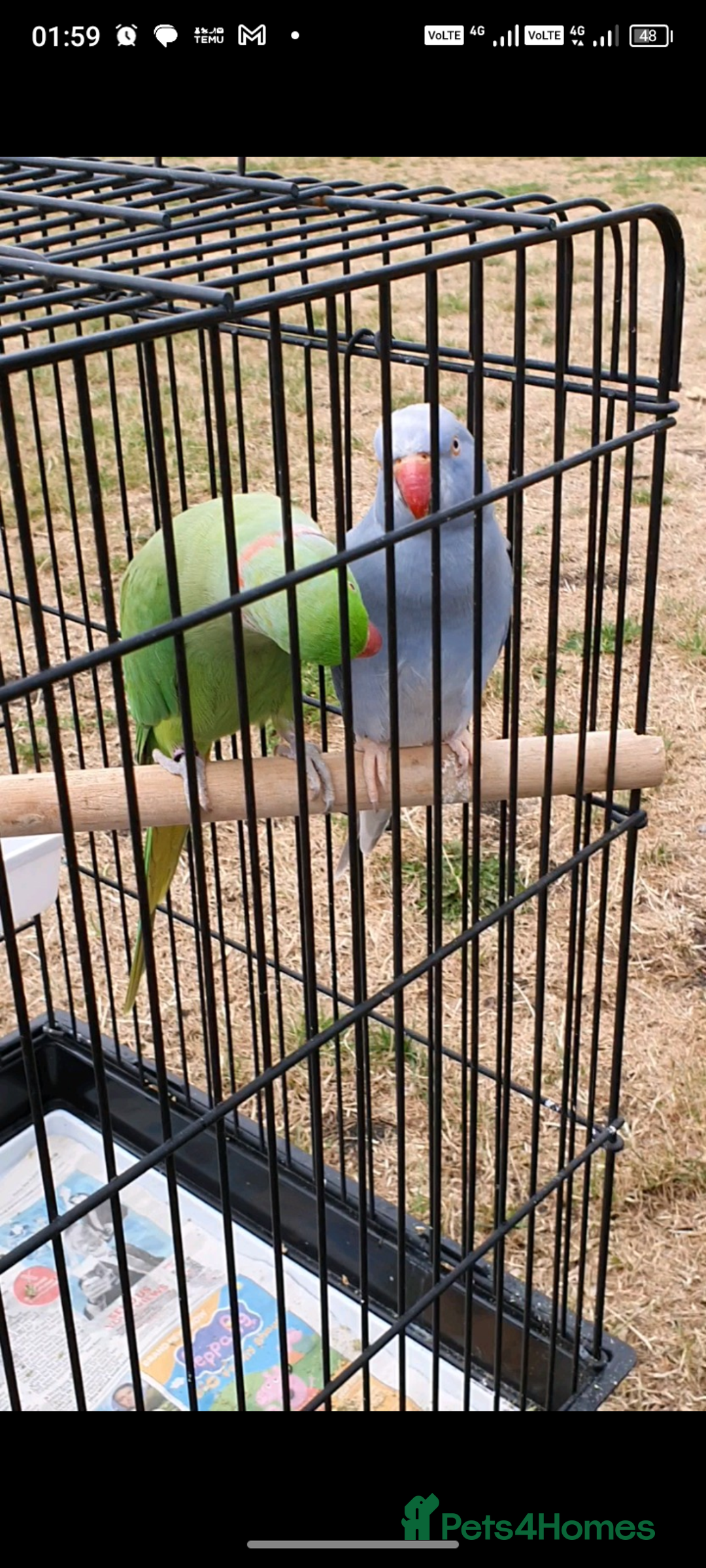 Ringnecks birds for sale: Fully tamed purple Female Ringneck  - Advert 1