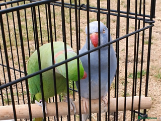 Ringnecks birds Fully tamed purple Female Ringneck - Advert 1