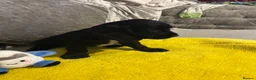 Sprocker dogs for sale: Gorgeous Sprocker Puppies - Advert 10
