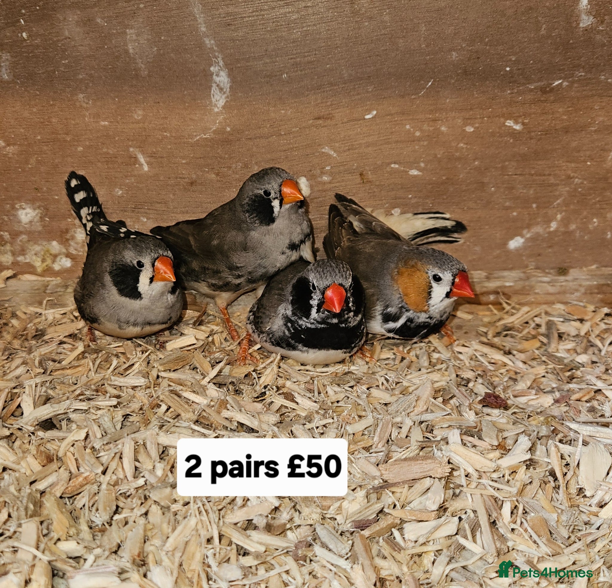Finches birds Zebra finch   - Advert 4
