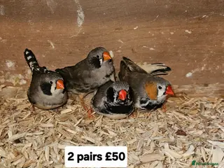 Finches birds Zebra finch - Advert 4