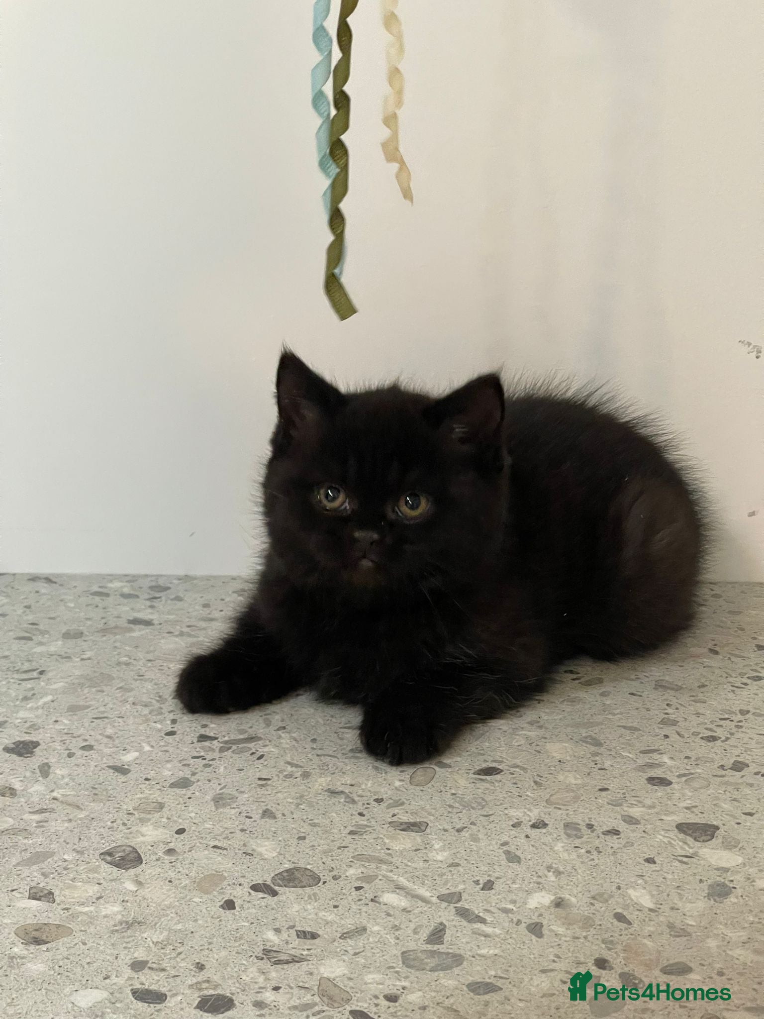 British Shorthair cats STUNNING CHUNKY GCCF REG KITTENS  - Advert 2