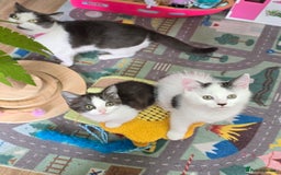 Mixed Breed cats for sale: British shorthair cross Kittens - Image 3