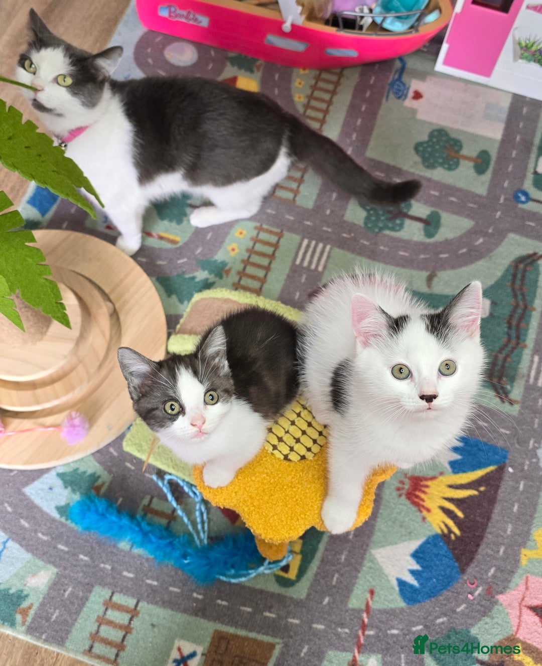 Mixed Breed cats for sale: British shorthair cross Kittens - Image 3