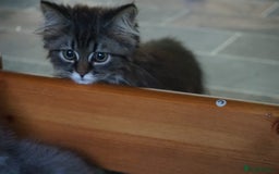 Persian cats for sale: ADORABLE RUSSIAN BLUE X PERSIAN KITTENS - Image 10