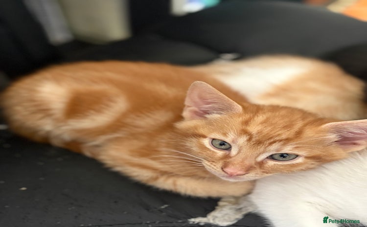 Mixed Breed cats - Advert 3