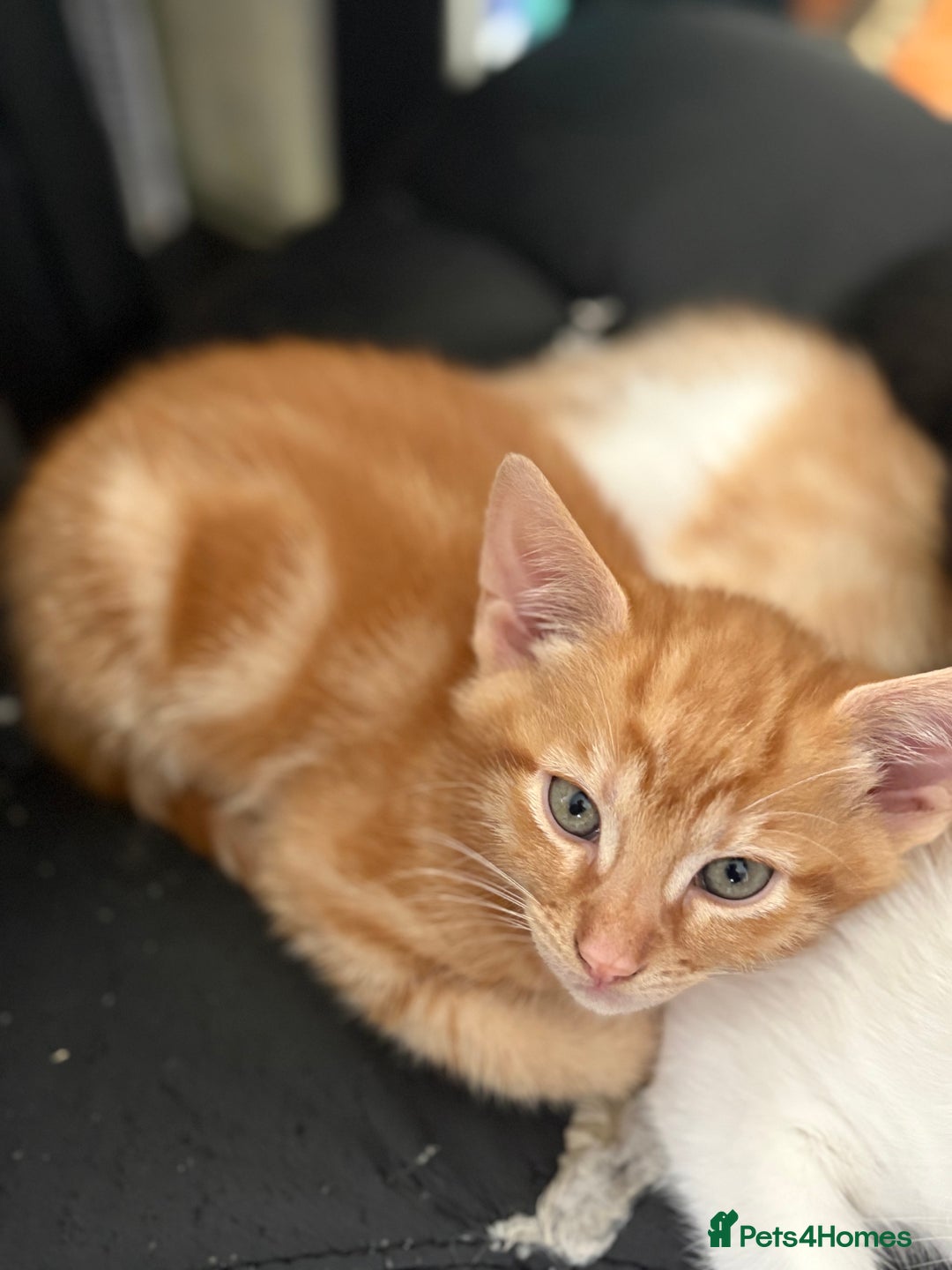 Mixed Breed cats for sale: Cheeky kittens - Image 1