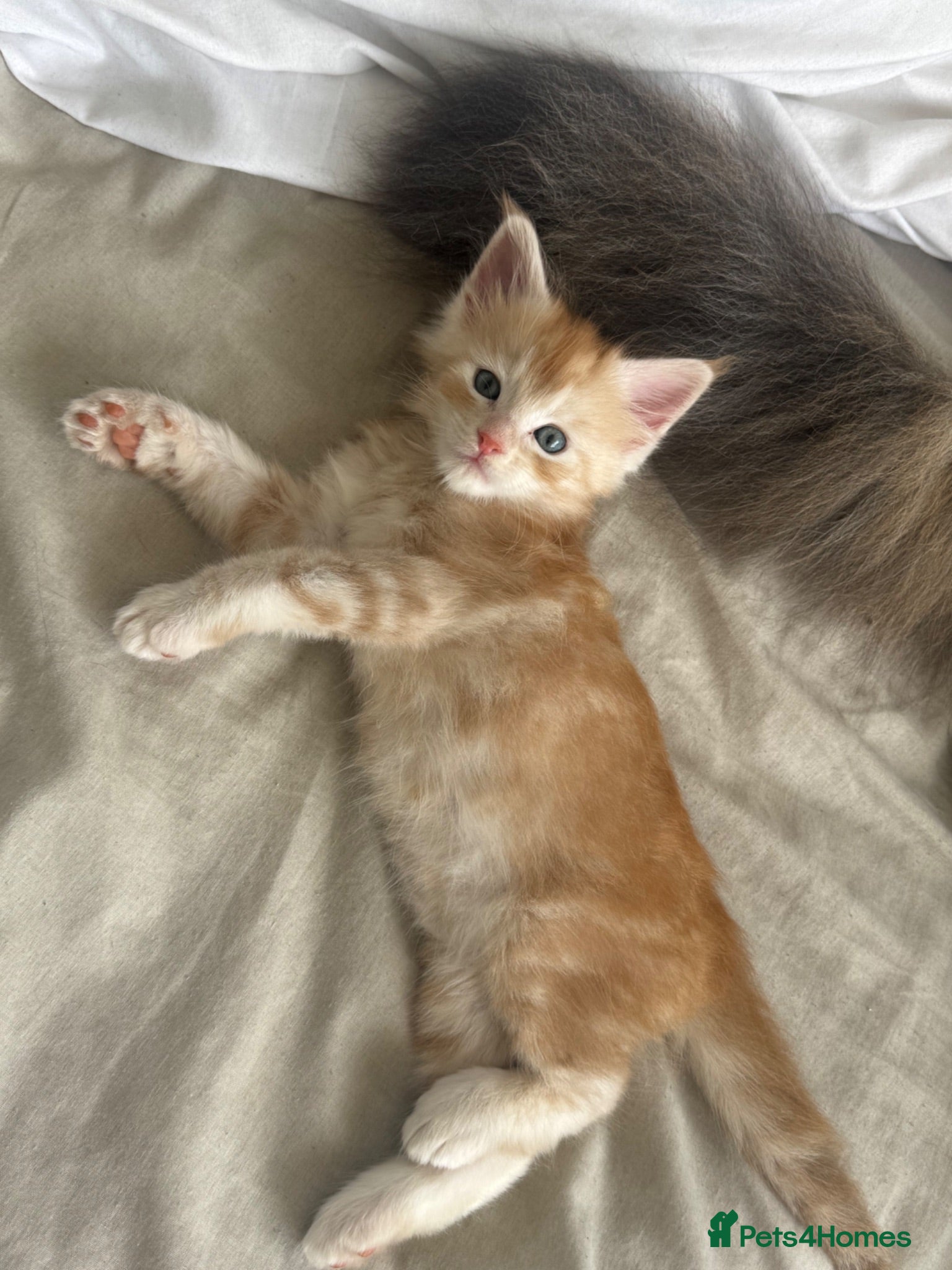 Maine Coon cats Adorable MALE maine coon Ginger  - Advert 14