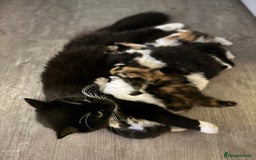 Mixed Breed cats for sale: 5 fluffy kittens  - Image 19