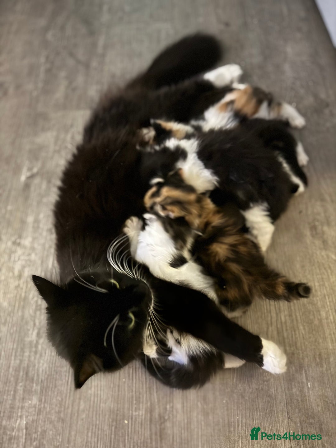 Mixed Breed cats for sale: 5 fluffy kittens  - Image 19