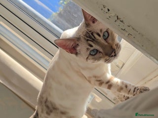 Bengal cats - Advert 3