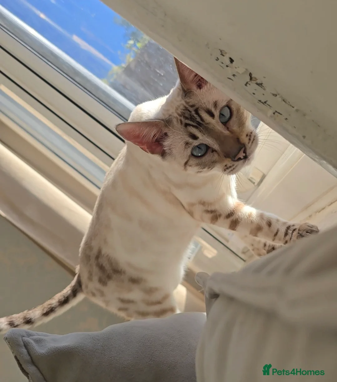 Bengal cats for stud: ❄️ Snow Bengal Stud – Ozzy ❄️ - Advert 2