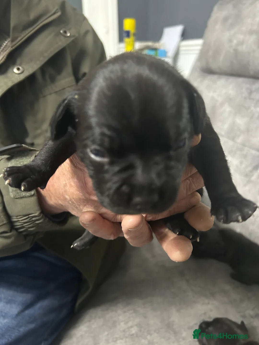 Staffordshire Bull Terrier dogs for sale: Sbt puppies  - Advert 11