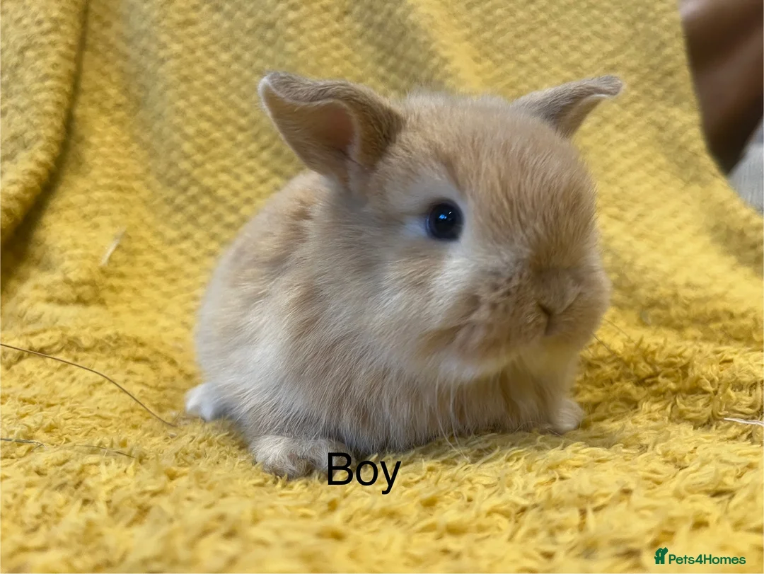 Mini Lop rabbits for sale: Mini lops  and mini double maned lionheads  - Advert 14