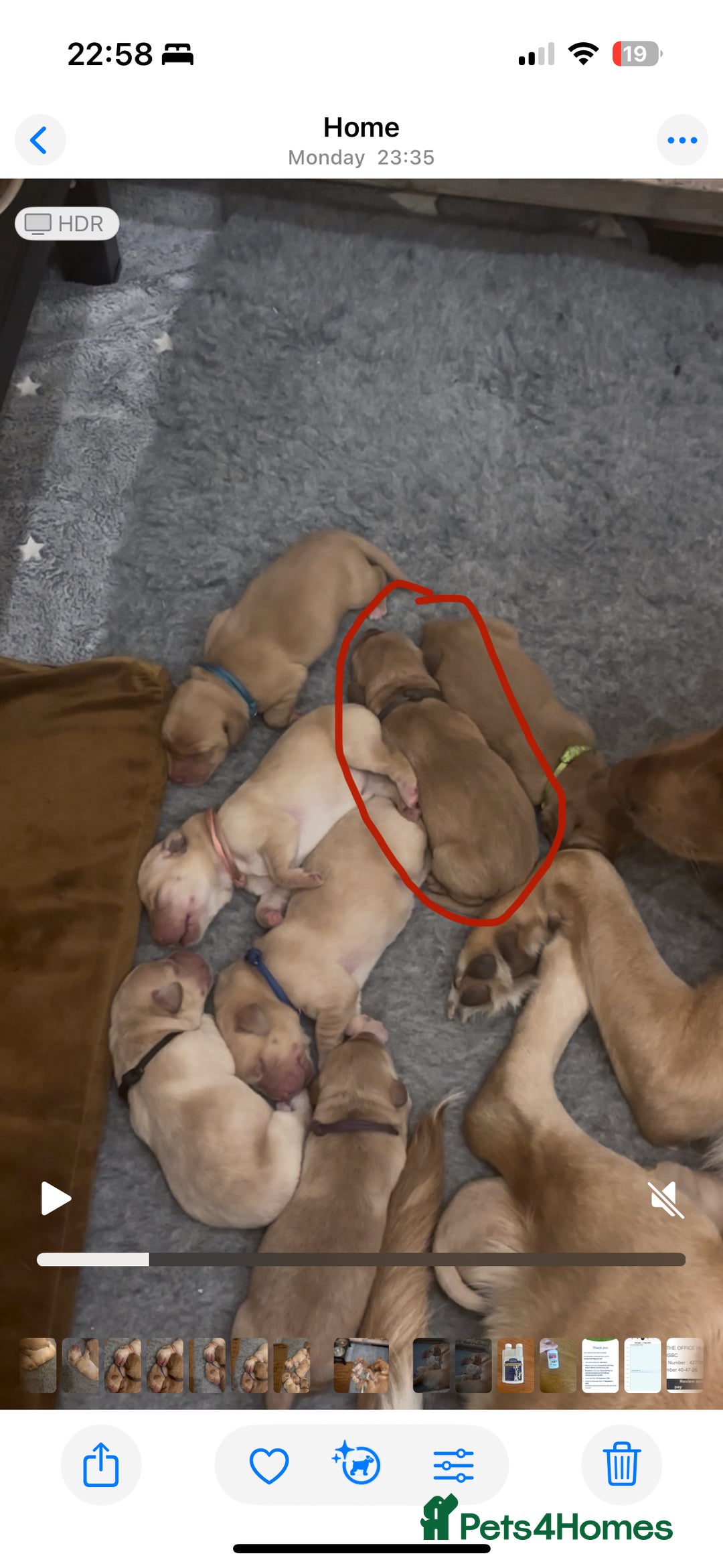 Labrador Retriever dogs for sale: 🐾 Labrador Puppies some with copper colourings 🐾 - Image 19