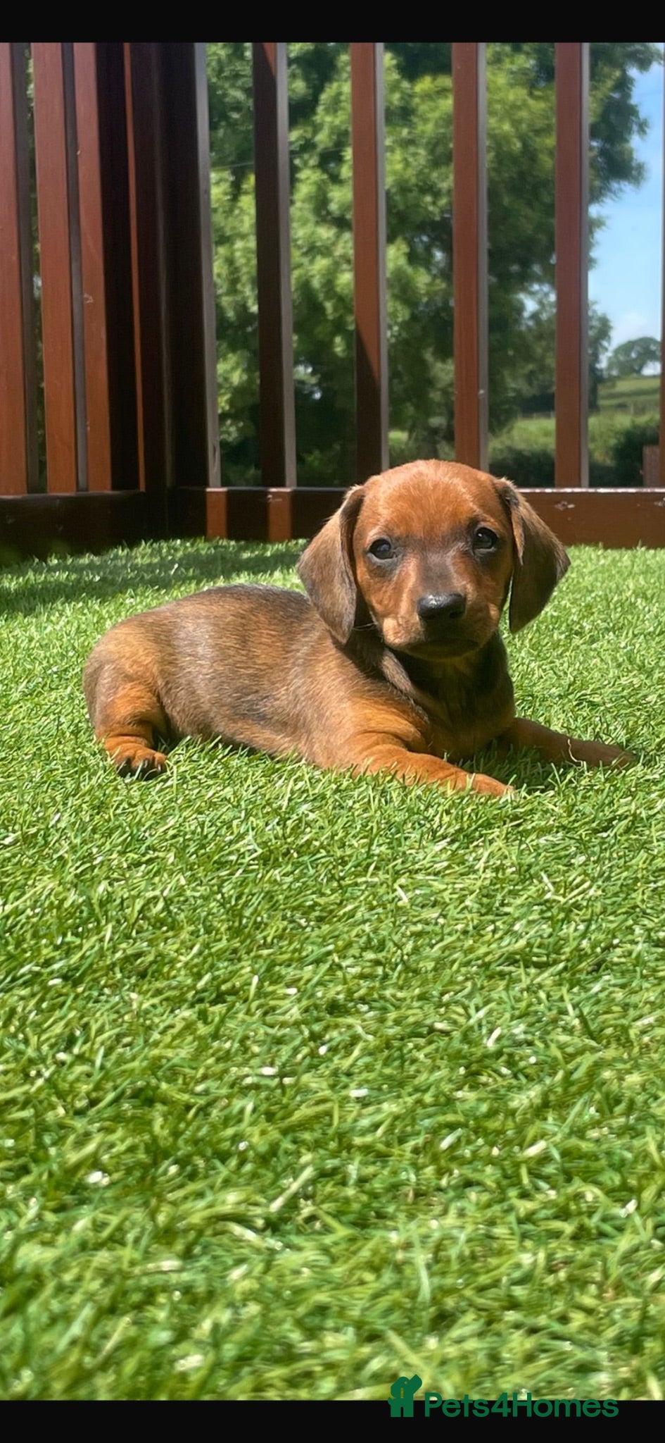 Dachshund dogs 5 gorgeous miniature dachshund puppy’s🐶 - Advert 1