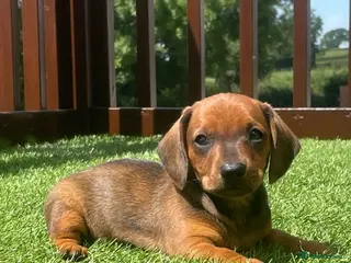 Dachshund dogs 5 gorgeous miniature dachshund puppy’s🐶 - Advert 1