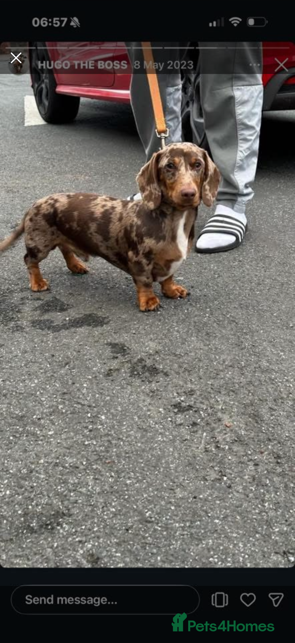 Miniature Dachshund dogs Hugo chocolate dapple stud  - Advert 6