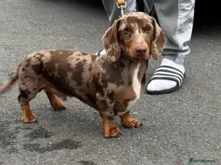 Miniature Dachshund dogs Hugo chocolate dapple stud - Advert 6