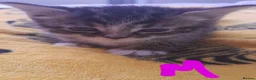 Mixed Breed cats for sale: Five gorgeous kittens  - Advert 10