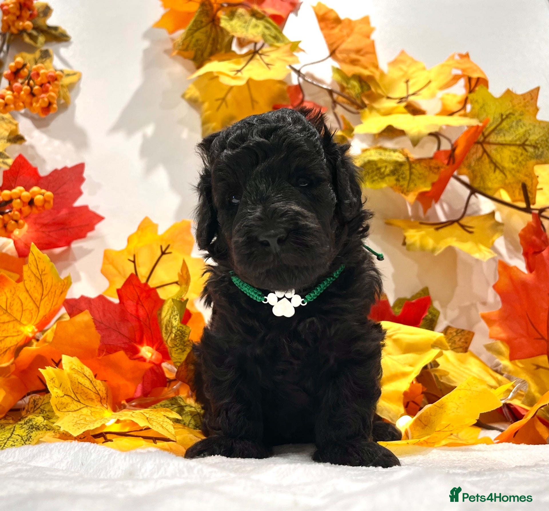 Miniature Poodle dogs 🌟RARE Silver Miniature Poodle Puppies DNA CLEAR🌟 - Advert 1