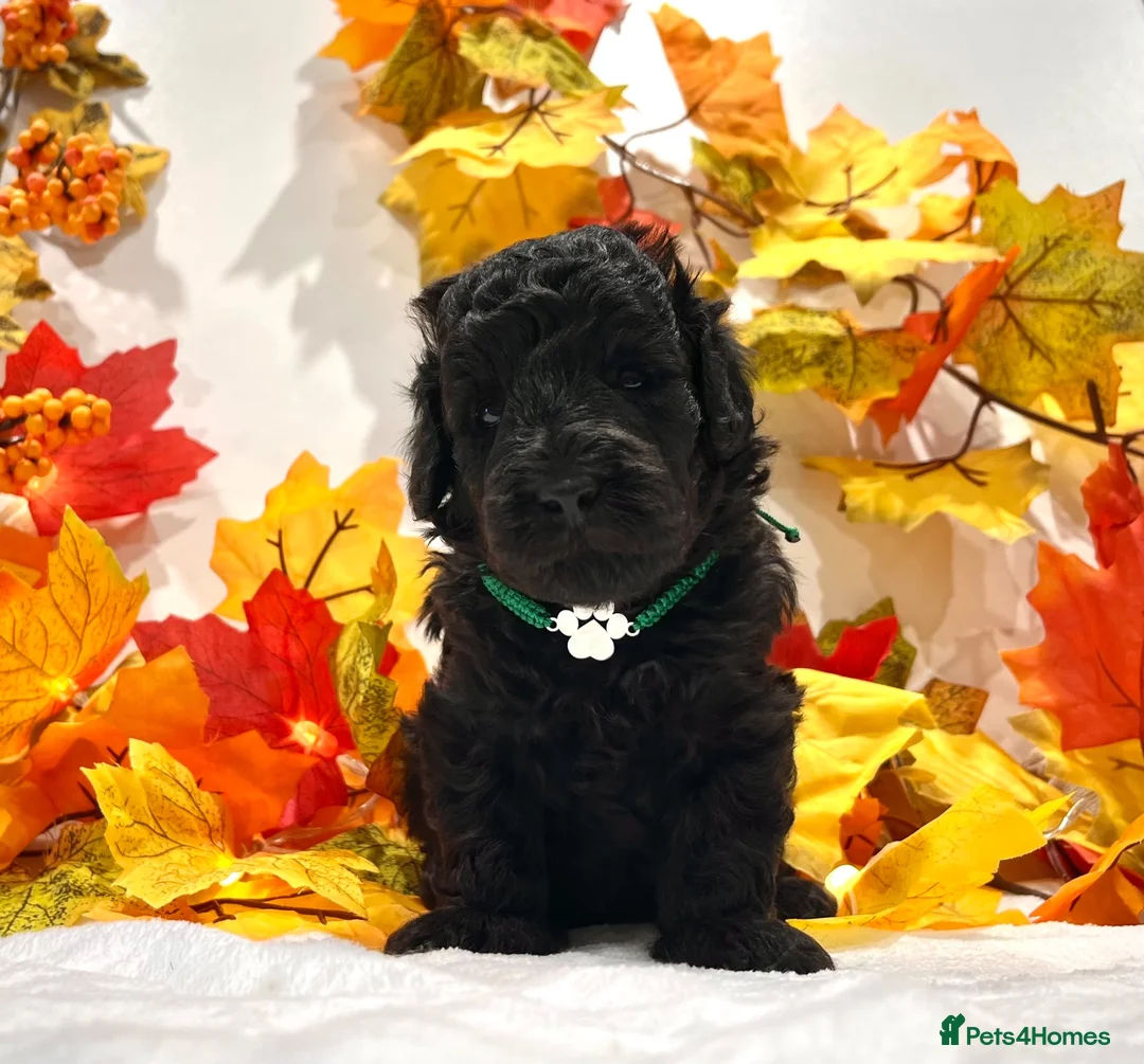 Miniature Poodle dogs for sale: 🌟RARE Silver Miniature Poodle Puppies DNA CLEAR🌟 - Advert 1