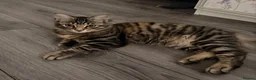 Mixed Breed cats for sale: 6 month old cat looking for his forever home  in Halesowen - Advert 3