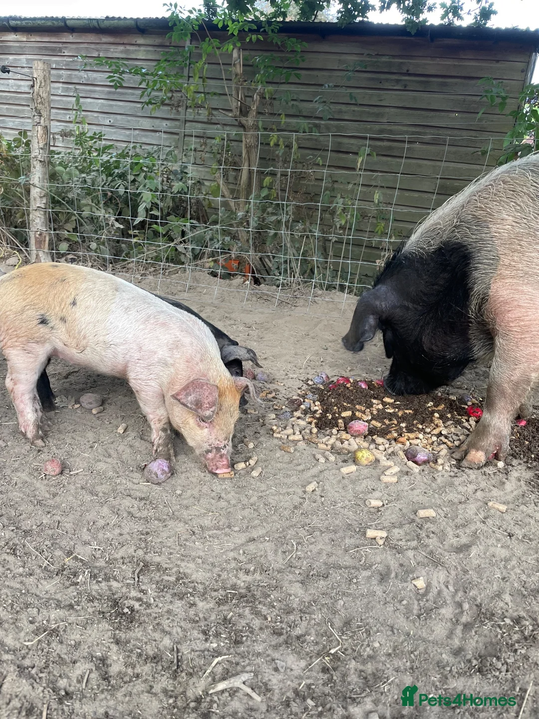 Pig livestock for sale: Saddleback x Tamworth  in Godalming - Advert 2