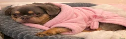 Frug dogs for sale: Baby Bailey  - Advert 14