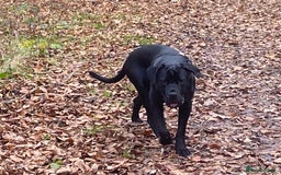 Cane Corso dogs for sale: 5year cane corso female  - Image 6