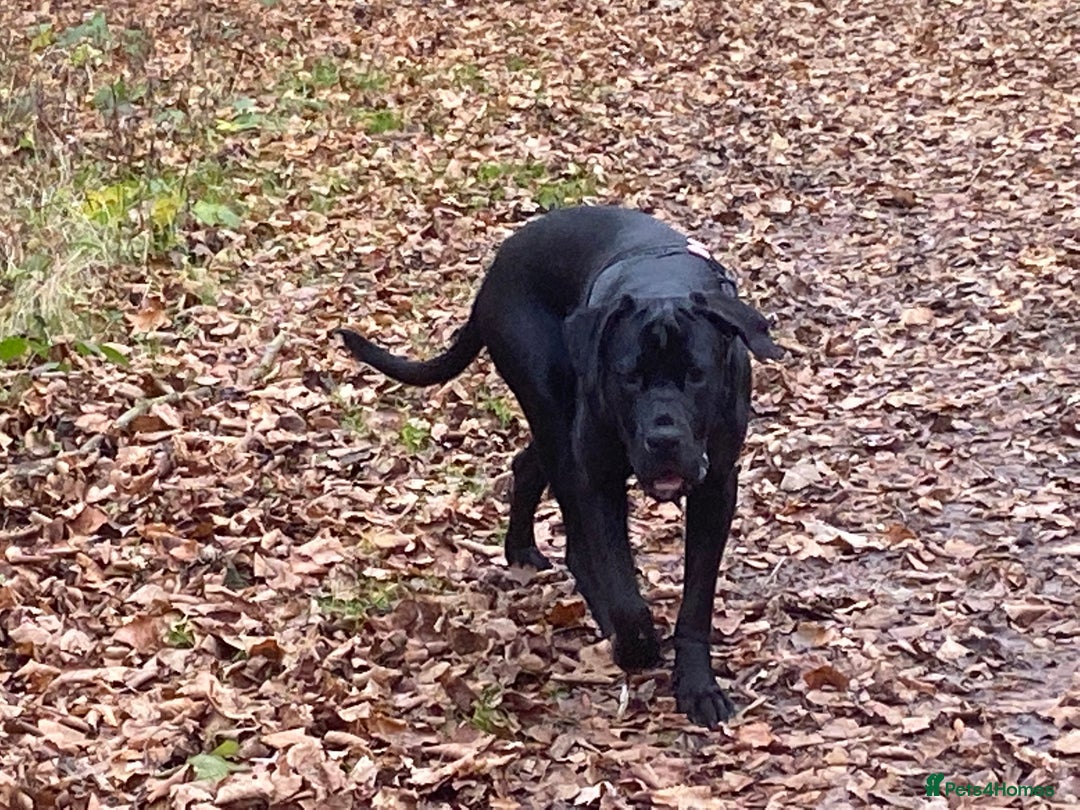 Cane Corso dogs for sale: 5year cane corso female  - Image 6
