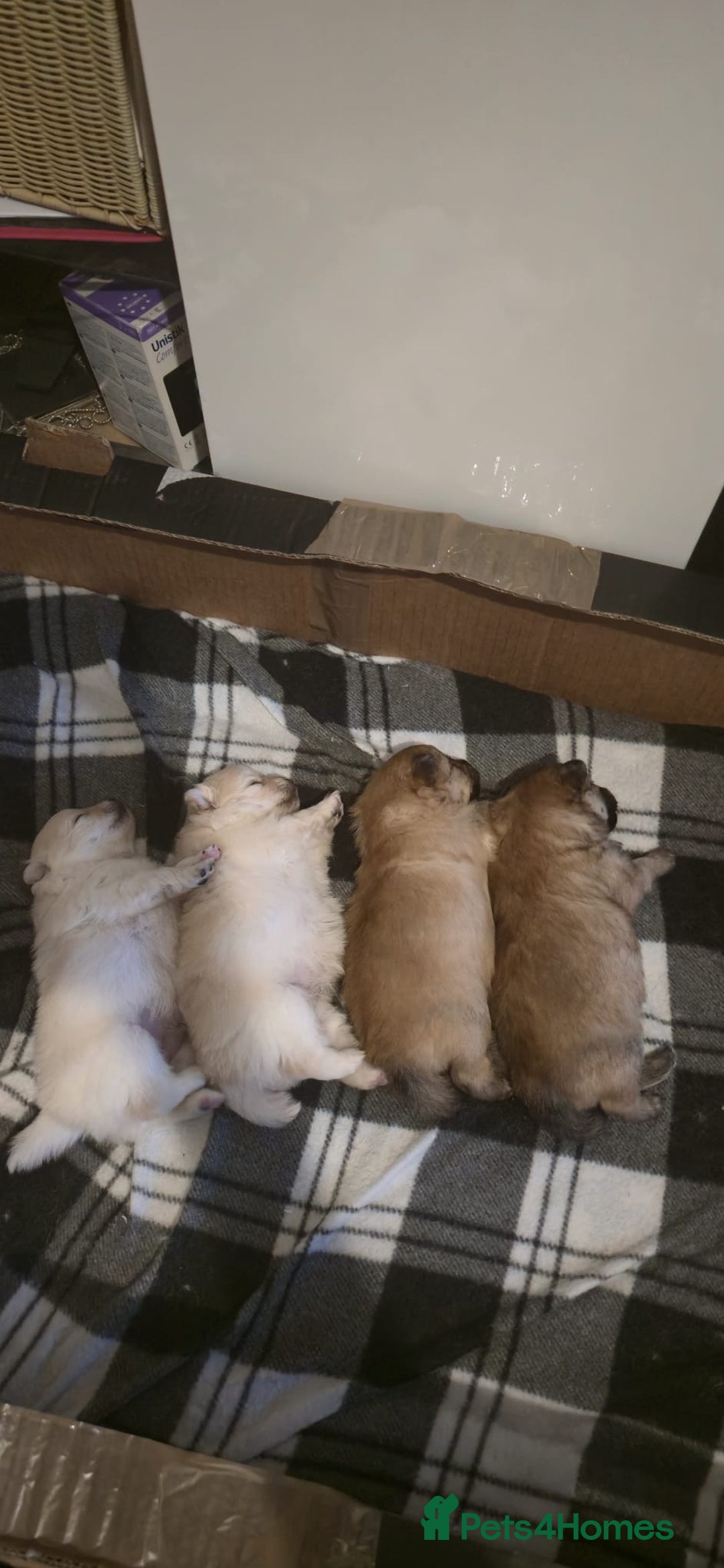 Pomeranian dogs for stud: Proven White Cream Pomeranian male for Stud in London - Advert 12