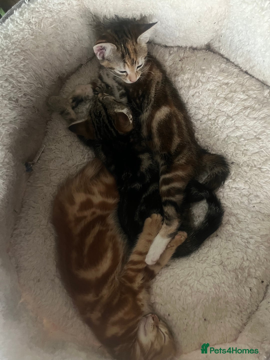 Mixed Breed cats for sale: Kittens ready for new homes - Image 5