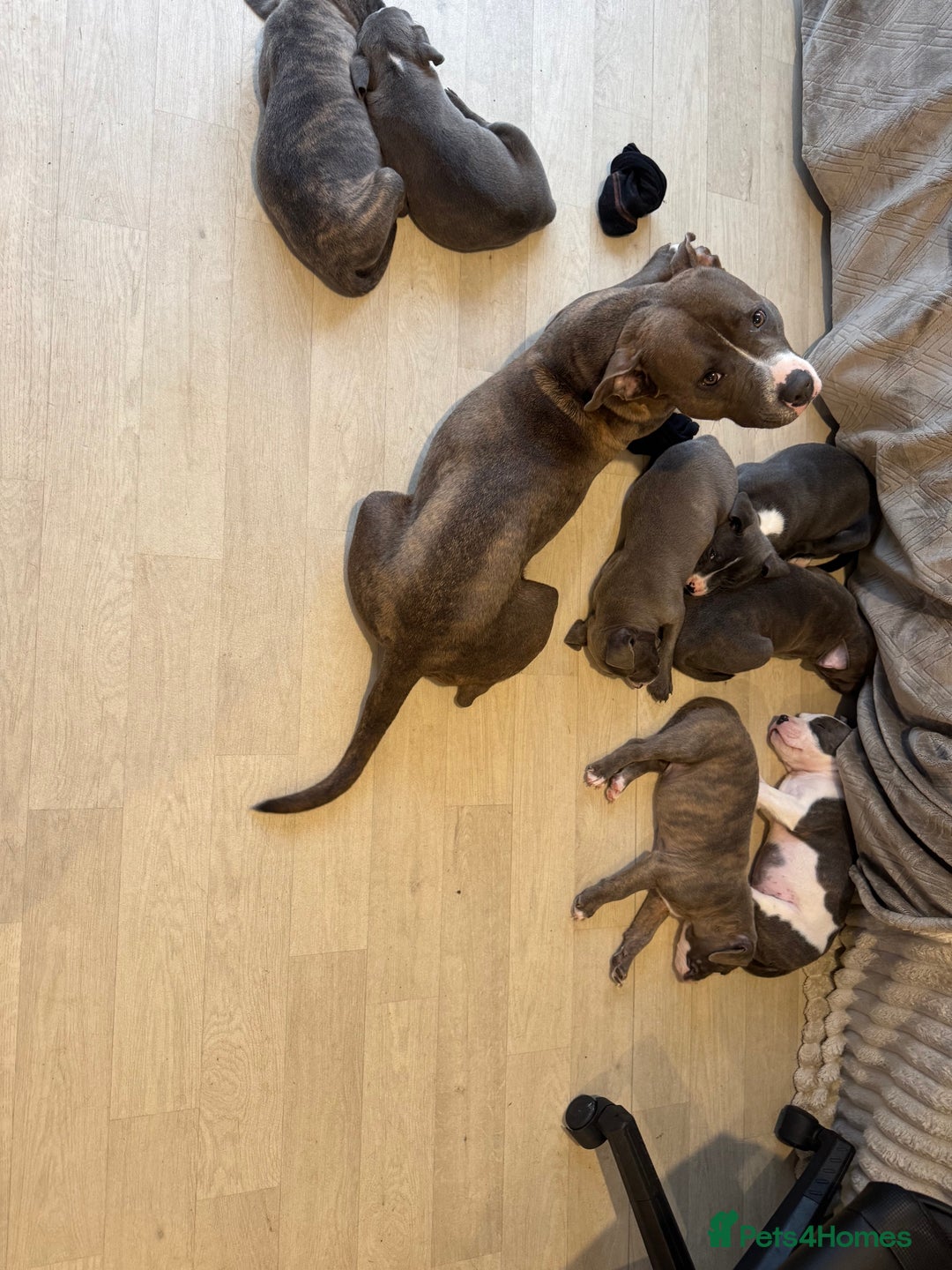 Staffordshire Bull Terrier dogs for sale: Blue Staffordshire bull terrier  - Image 16