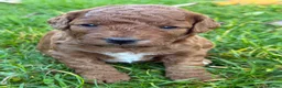 Cockapoo dogs for sale: Gorgeous F1b Cockapoos 5⭐️ Licensed Breeder DNA  - Advert 14