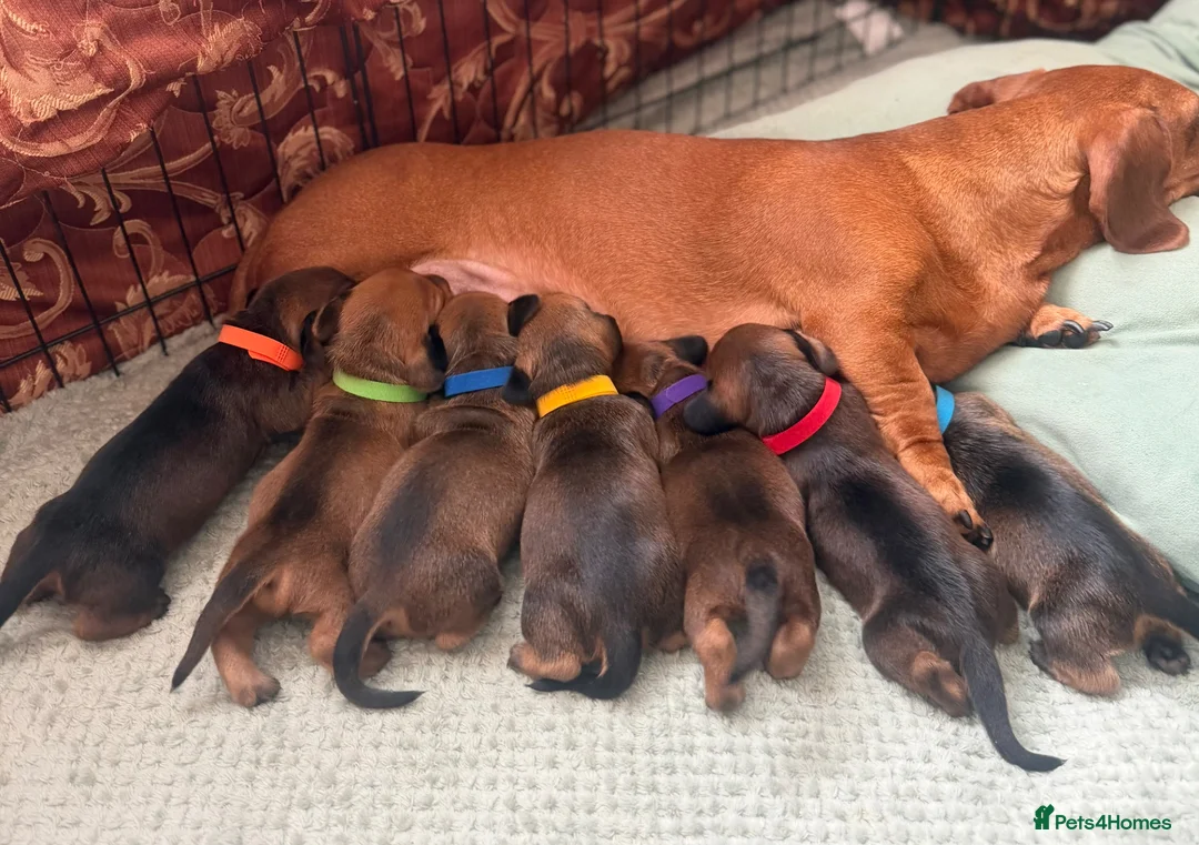 Miniature Dachshund dogs for sale: Miniature dachshunds red&shaded red - Advert 1