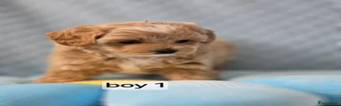 Maltipoo 1