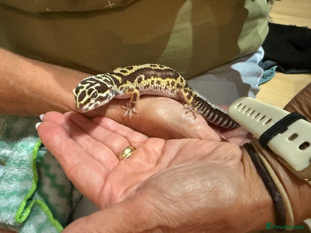 Leopard Gecko reptiles - Advert 1