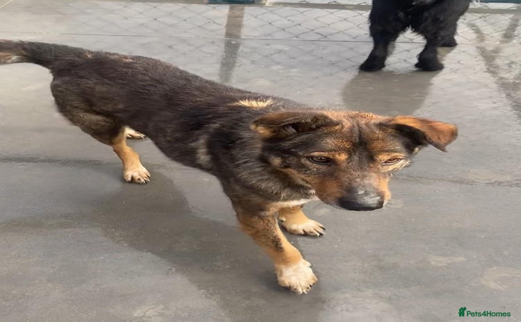 Mixed Breed dogs Toshko, approx 10 yrs. Available for adoption. - Advert 1