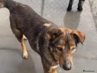 Mixed Breed dogs Toshko, approx 10 yrs. Available for adoption. - Advert 1