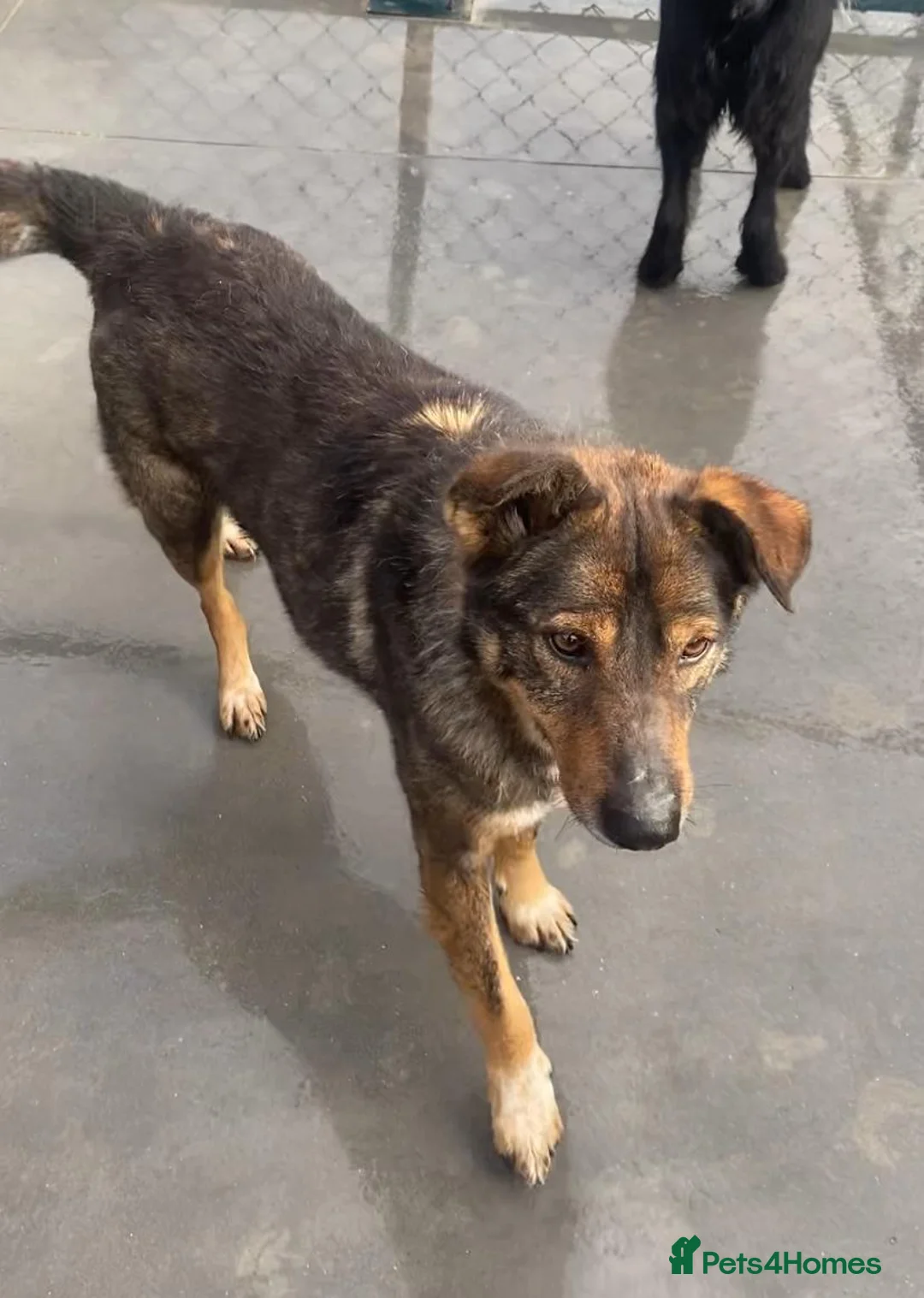 Mixed Breed dogs for adoption: Toshko, approx 10 yrs. Available for adoption. - Advert 3