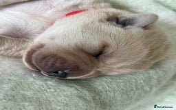 Labrador Retriever dogs for sale: Labrador pups service quality assured - Image 20
