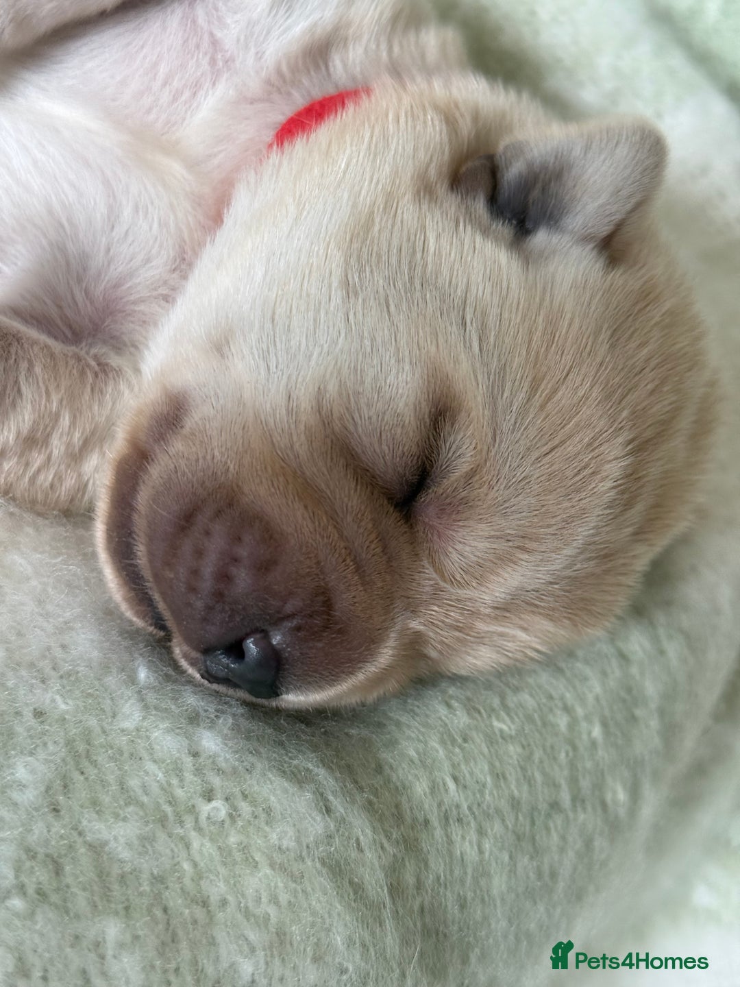 Labrador Retriever dogs for sale: Labrador pups service quality assured - Image 20