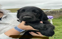 Flat coated Retriever dogs for sale: Flat coated retriever puppies in Morpeth - Image 2