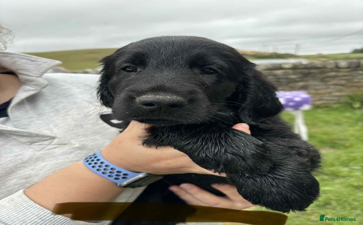 Flat coated Retriever dogs in Morpeth - Advert 1