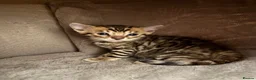 Bengal cats for sale: Amazing pedigree Bengal kitten  - Advert 6