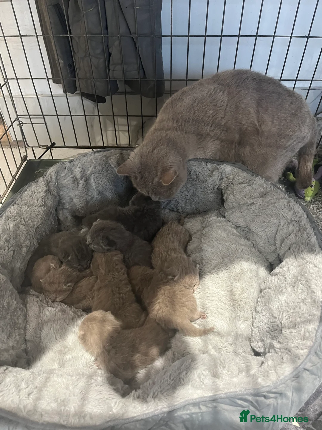British Shorthair cats for sale: British Shorthair kittens 🐈‍⬛ - Advert 10