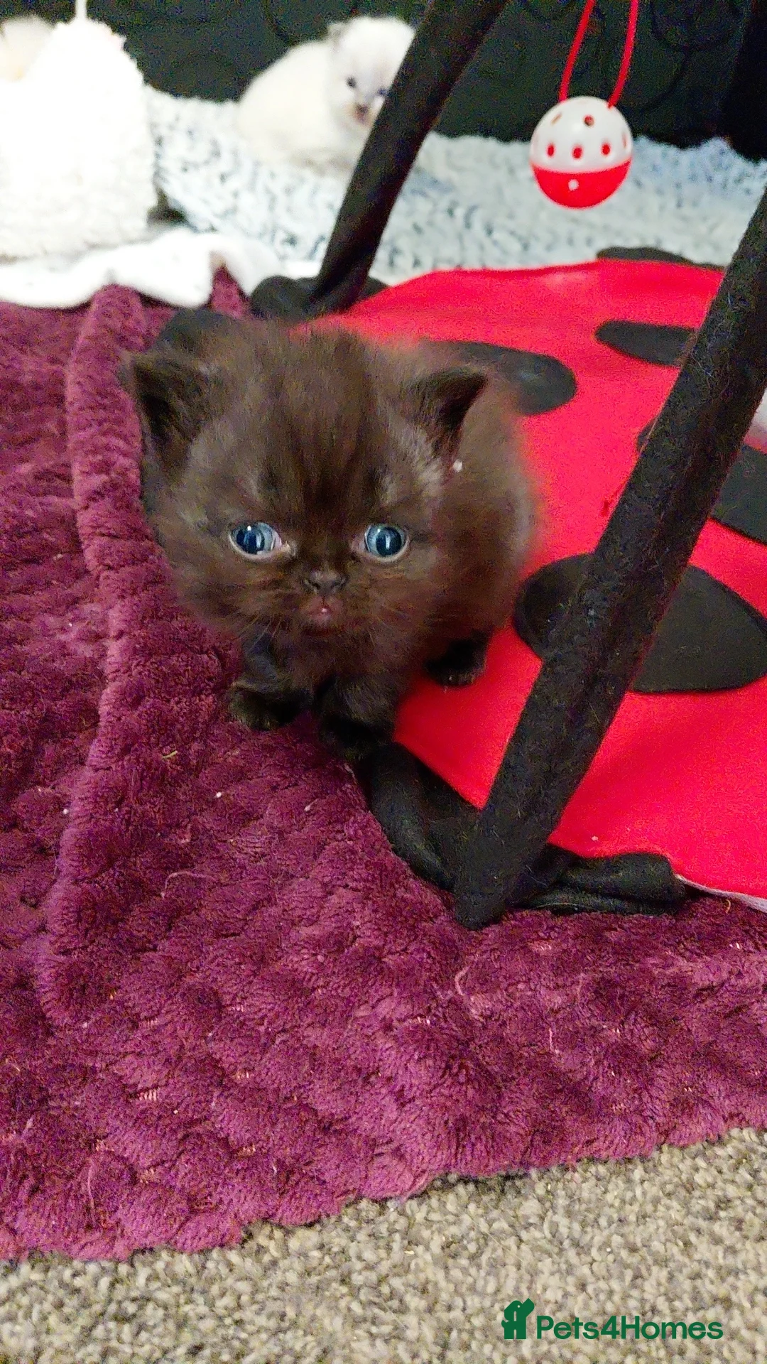 British Shorthair cats for sale: Chocolate boys short and longhair - Advert 2